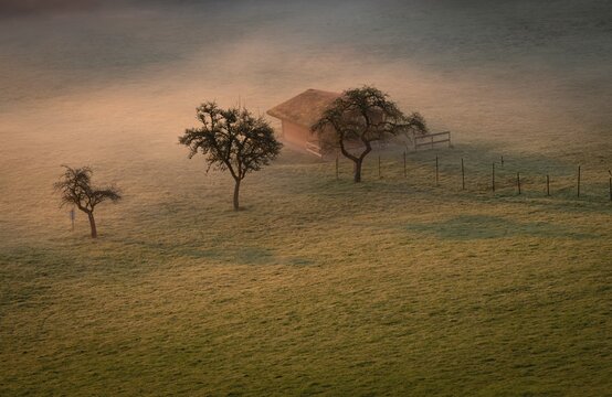 Fruit trees and keepers in a meadow, at sunrise, morning fog, Black Forest near Freudenstadt, Baden-W&uuml;rttemberg, Germany