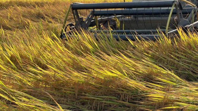 A combine harvester continues harvesting rice while traveling across cultivated farmland leaving processed plant rows behind. Harvest operation.