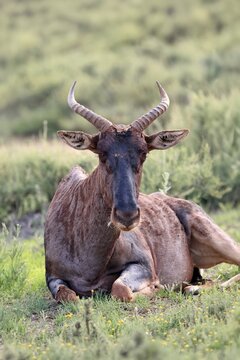 Tsessebe (Damaliscus lunatus), lyrebird, crescent moon antelope, adult, sitting, relaxed, Mokala National Park, Northern Cape, South Africa