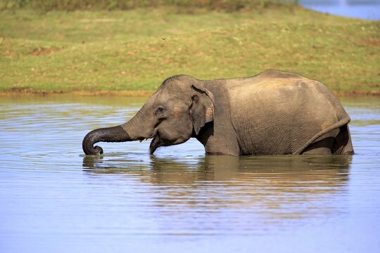 Sri Lankan Elehpant (Elephas maximus maximus), adult male in the water, drinking, Udawalawe National Park, Sri Lanka
