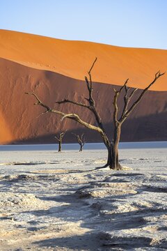 Dead camel thorn trees (Vachellia erioloba), red sand dunes, white salt pan, Dead Vlei, Sossusvlei, Namib Desert, Namib-Naukluft Park, Namibia