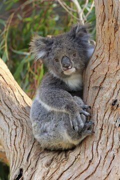 Koala (Phascolarctos cinereus), adult, sitting in branch fork, Parndana, Kangaroo Island, South Australia, Australia