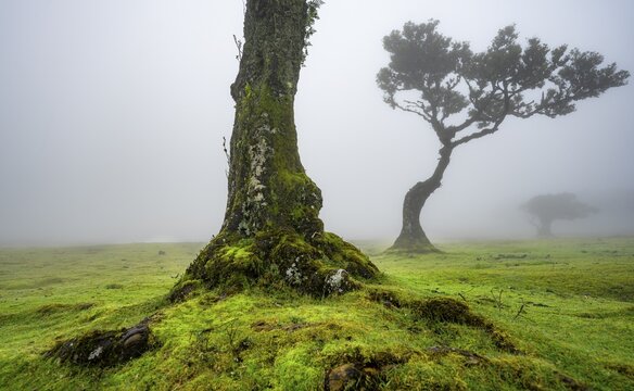 Stinkwood (Ocotea foetens) overgrown with moss and plants in the mist, Old laurel forest, Stink laurel, Laurisilva, UNESCO World Heritage Site, Fanal, Madeira, Portugal