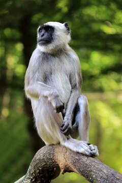 Northern plains gray langur (Semnopithecus entellus), adult, sitting on tree, vigilant, captive