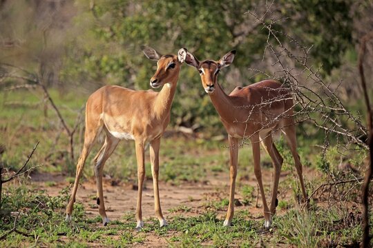 Impala (Aepyceros melampus), adult two females watchful, female, social behavior, Hluhluwe Umfolozi National Park, Hluhluwe iMfolozi National Park, KwaZulu Natal, South Africa
