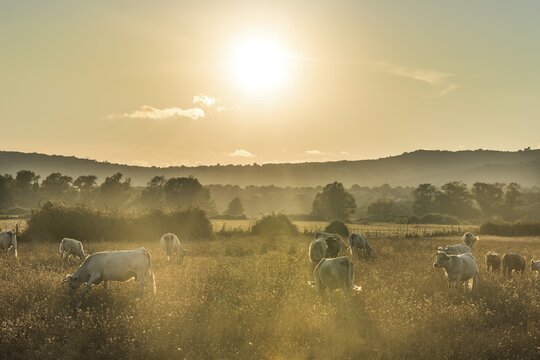 Charolais cattle, cows grazing on a pasture under the evening sun, Corsica, France