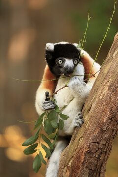 Crowned sifaka (Propithecus coronatus), adult, on tree, feeding, captive, Madagascar