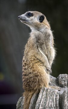 Meerkats (Suricata suricatta), keeping a lookout, captive, Baden-W&uuml;rttemberg, Germany