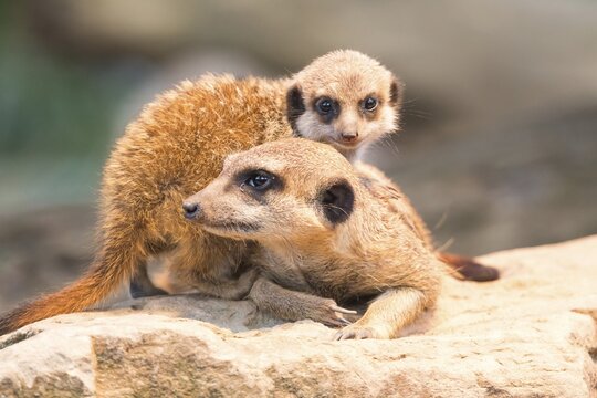 Meerkats (Suricata suricatta), adult with young, captive