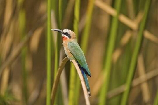 White-fronted Bee-eater (Merops bullockoides) on a Papyrus plant in the Nguma Lagoon, Botswana, Africa