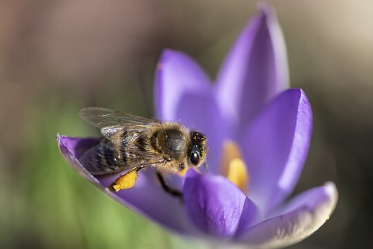 Honey bee (Apis mellifera) on elfin crocus (Crocus tommasinianus), Emsland, Lower Saxony, Germany