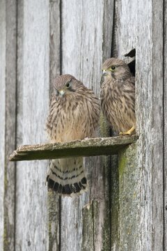 Young Common Kestrels (Falco tinnunculus), Emsland, Lower Saxony, Germany