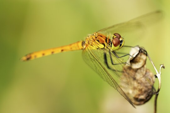 Spotted Darter (Sympetrum depressiusculum)