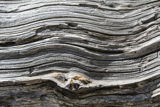 Wood structure of a dead tree