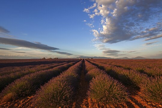 Lavender field, flowering true lavender (Lavandula angustifolia), near Valensole, evening light, Provence, Provence-Alpes-Cote d Azur, South of France, France
