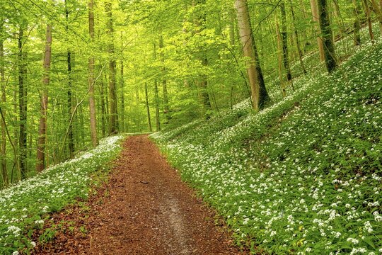 Hiking trail through Common beeches forest (Fagus sylvatica), with flowering Ramsons (Allium ursinum), Sihlwald Wilderness Park, Canton Zurich, Switzerland