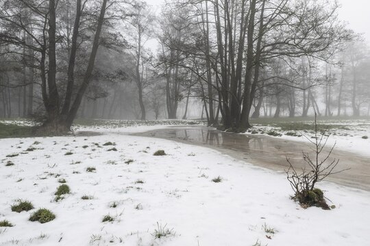 Black alder (Alnus glutinosa) in a misty floodplain landscape, Emsland, Lower Saxony, Germany