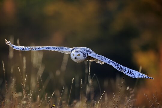 Snowy owl (Nyctea scandiaca), adult, flies over meadow, Slovakia