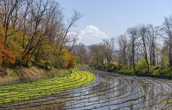 Rows of Wasabi plants in water, Wasabi cultivation, Daio Wasabi Farm, Nagano, Japan