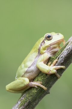 European tree frog (Hyla arborea), North Rhine-Westphalia, Germany