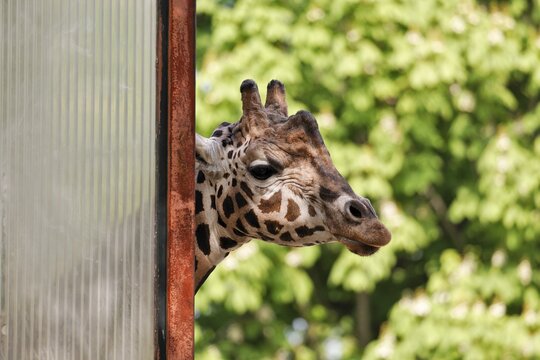 Giraffe (Giraffa camelopardalis), Schoenbrunn Zoo, Vienna, Austria, Europe