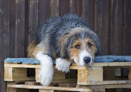 Young St. Bernard mix laying on a wooden skid, Lower Austria, Austria, Europe