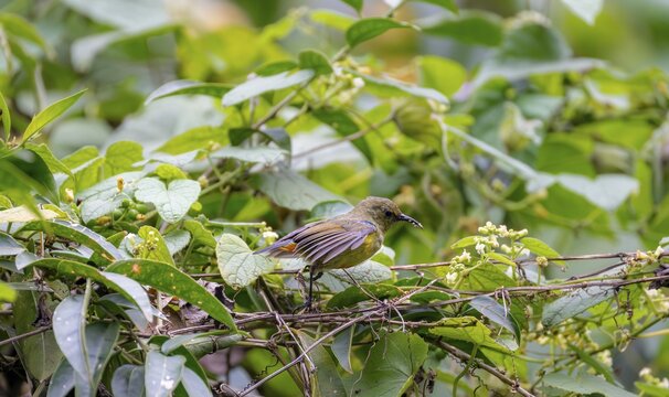 Olive-bellied Sunbird (Cinnyris chloropygius) sitting on a branch, Mgahinga Gorilla National Park, Western Region, Uganda