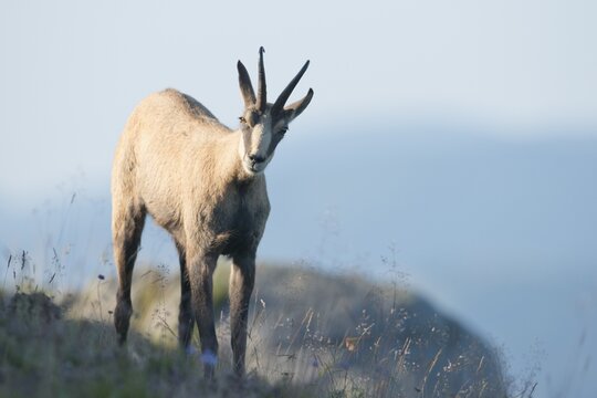 Chamois (Rupicapra rupicapra), Vosges, Alsace-Lorraine, France
