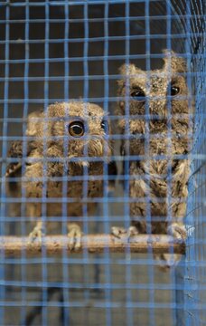 Two owls in tight cage, bird market, Pasar Ngasem, Yogyakarta, Java, Indonesia