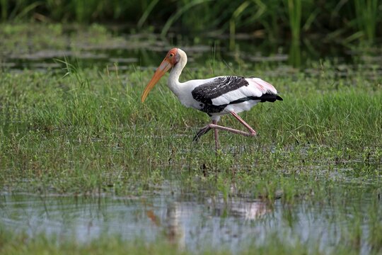 Painted stork (Mycteria leucocephala), adult, foraging in water, Udawalawe National Park, Sri Lanka