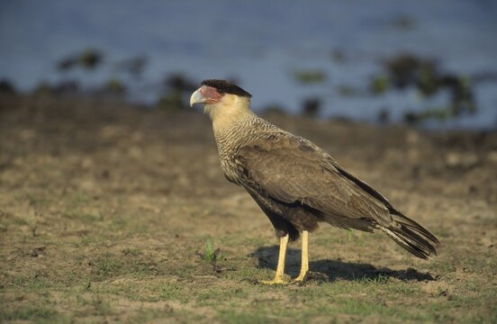 Crested Caracara (Polyborus plancus) Pantanal, Brazil, South America