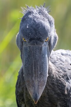 Shoebill (Balaeniceps rex), juvenile, animal portrait, evil eye, swamps of Mabamba, Lake Victoria, Uganda