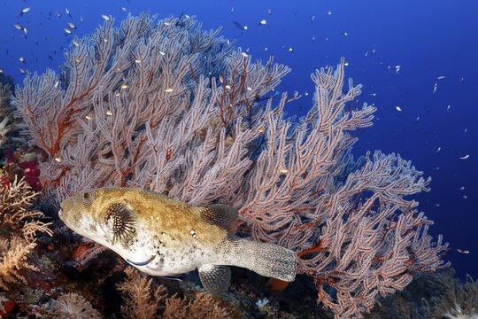 Map puffer (Arothron mappa) off Menella coral (Menella sp.), Pacific Ocean, Sulu Lake, Tubbataha Reef National Marine Park, Palawan Province, Philippines