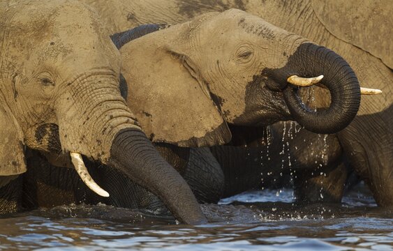 African Elephant (Loxodonta africana), cow and calf drinking in the Chobe River, photographed from a boat, Chobe National Park, Botswana