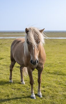 Brown Icelandic horse in a meadow, Iceland
