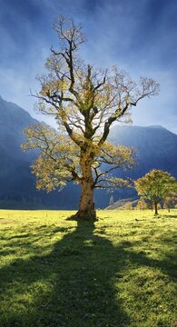 Autumnal colourful gnarled maple tree in low sun in Gro&szlig;er Ahornboden, Engalm, Engtal, Karwendel, Pertisau, Hinterri&szlig;, Tyrol, Austria