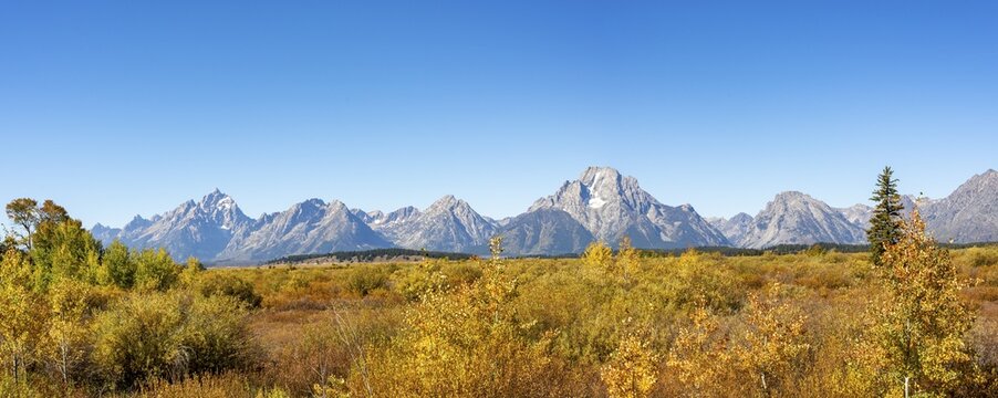 Mountain panorama with Mount Moran and Grand Teton peaks, Autumn landscape, yellow coloured aspens (Populus tremula) and bushes, Willow Flats Overlook, Teton Range mountain range, Grand Teton National Park, Wyoming, USA
