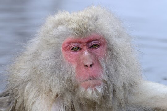 Japanese Macaque or Snow Monkey (Macaca fuscata), portrait, Affenpark Jigokudani, Nagano Pr&auml;fektur, Japan