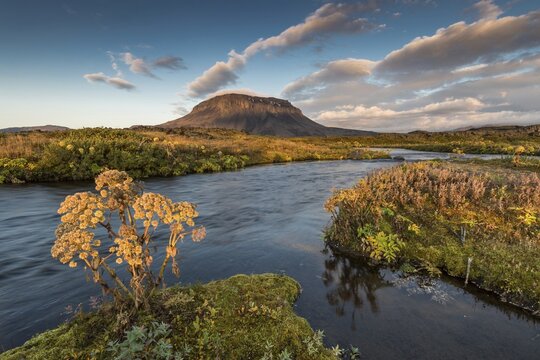 Norwegian angelica (Angelica archangelica) Her&eth;ubrei&eth;arlindir oasis, Her&eth;ubrei&eth; or Herdubreid table volcano in the background, Icelandic highlands, Iceland