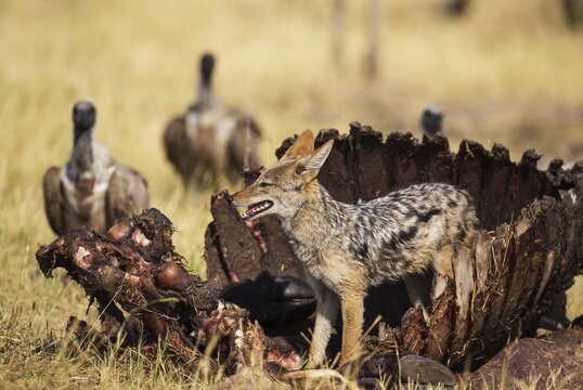 Black-backed Jackal (Canis mesomelas), at the carcass of a Cape Buffalo (Syncerus caffer caffer), in the background some White-backed Vultures (Gyps africanus), Savuti, Chobe National Park, Botswana