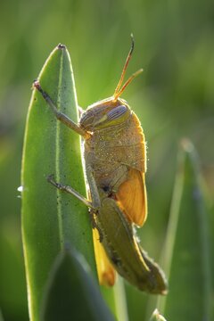 Egyptian locust (Anacridium aegyptium) on a plant, Paros, Aegean Sea, Greece