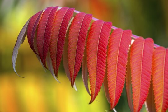 Leaf of the staghorn sumac (Rhus typhina) in autumn colouring, Baden-W&uuml;rttemberg, Germany
