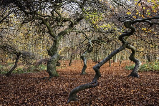 S&uuml;ntelbuchen (Fagus sylvatica), cripple beeches, Hexenwald, Semper Forest Park, near Lietzow, R&uuml;gen, Mecklenburg-Western Pomerania, Germany