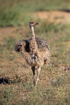 South African ostrich (Struthio camelus australis), young animal, running, Oudtshoorn, Western Cape, South Africa
