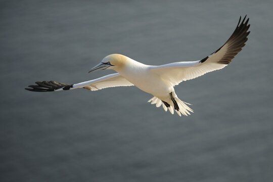 Gannet (Morus bassanus, bassana Sula) landing