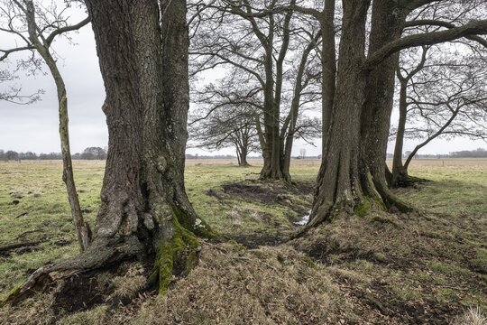 Old alders (Alnus glutinosa) in meadow landscape, Lower Saxony, Germany