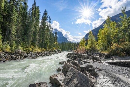 Wild river in Yoho Valley, Beautiful weather, sky with sun star, yellow colored trees in autumn, Rocky Mountains, Yoho National Park, Alberta Province, Canada