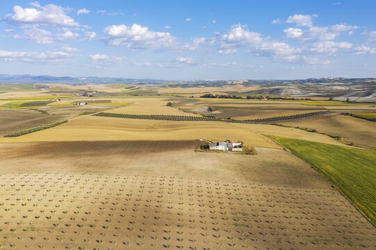 Cultivations of olive trees (Olea europaea), sunflowers (Helianthus annuus) and cornfields, aerial view, drone shot, Campi&ntilde;a Cordobesa, C&oacute;rdoba province, Andalusia, Spain