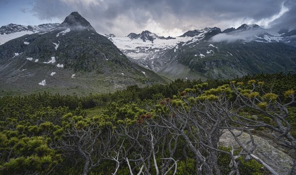 Evening mood, mountain pines, mountains on the Berliner H&ouml;henweg, left mountain peak Steinmandl right Gro&szlig;er M&ouml;seler, Waxeggkees glacier, Zillertal Alps, Zillertal, Tyrol, Austria
