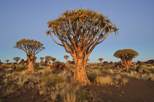 Quiver Tree (Aloe dichotoma) after sunset in the Quiver Tree forest at the Garas Camp, near Keetmanshoop, Namibia, Africa